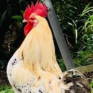 Meet your Posher, Carlos